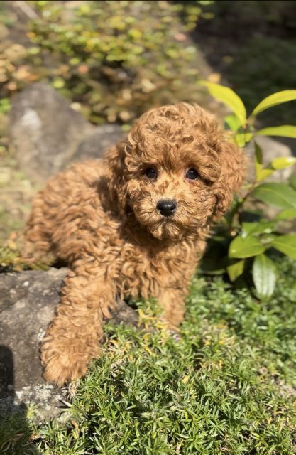 お迎え可能な子犬ちゃん